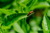 La réserve naturelle universitaire du parc-du-Mont-Bellevue à Sherbrooke, un trésor à préserver